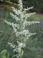 Veratrum album Aubrac.JPG