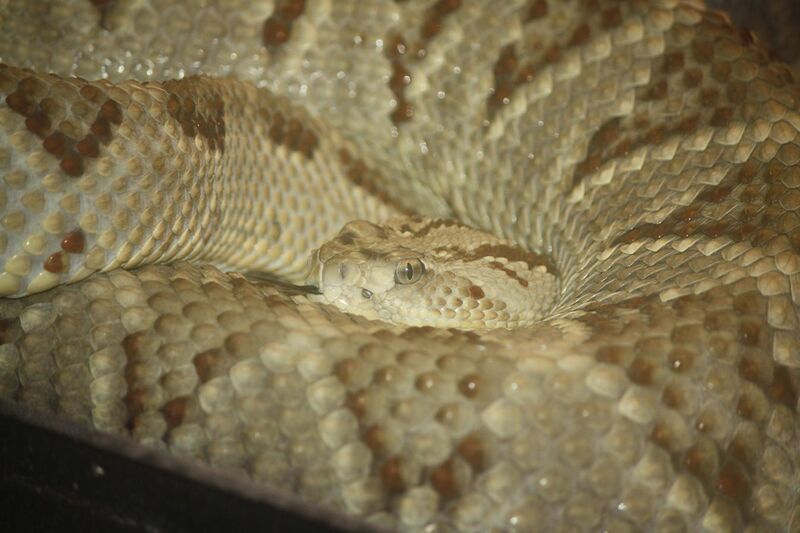 File:Yucatan Neotropical Rattlesnake 045.jpg