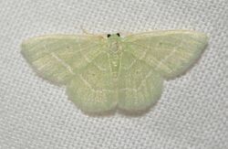 - 7029 – Nemoria elfa – Cypress Emerald Moth (47990071348).jpg