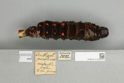 013605511 Ornithoptera paradisea dorsal larva.jpg