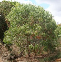 Acacia leptocarpa habit.jpg