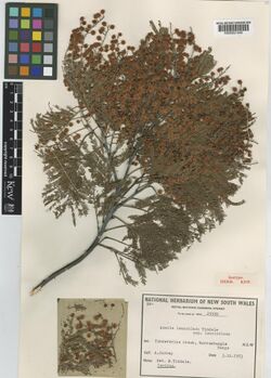 Acacia leucoclada subsp. leucoclada 912619211.jpg