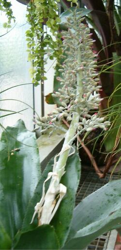 "Aechmea mexicana" inflorescence at the Berlin-Dahlem Botanical Garden and Botanical Museum
