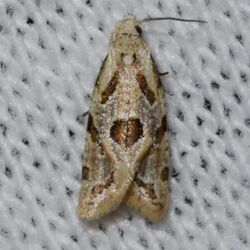 Aethes razowskii – Razowski's Aethes Moth - possible (14513502528).jpg