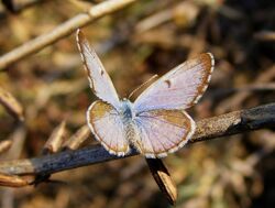 African Babul Blue Azanus jesous Male UP Pench TR by Dr. Raju Kasambe (1).jpg