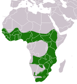 African Clawless Otter area.png