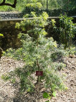 Afrocarpus gaussenii - Val Rahmeh - DSC04442.JPG