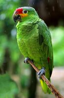 A green parrot with a red forehead and yellow cheeks