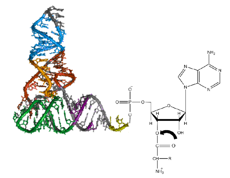 File:Aminoacyl-tRNA.png