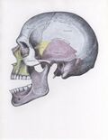 Side view of the skull with anterior dislocation of jaw.
