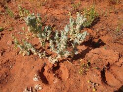 Atriplex spongiosa.jpg