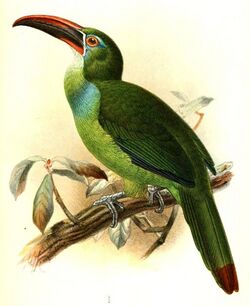 AulacorhamphusWhitelyanusKeulemans (cropped).jpg