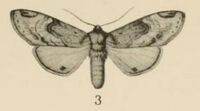 Aurevilius, 1910. Pl.1-02-Stemmatophalera semiflava (Hampson, 1910).JPG