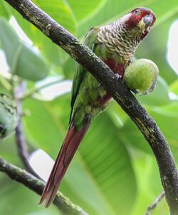 Azuero Parakeet.jpg