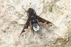 Bee Fly - Anthrax albofasciatus, Lower Suwannee National Wildlife Refuge, Chiefland, Florida.jpg