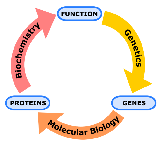 File:Biochemistry, genetics and molecular biology.svg