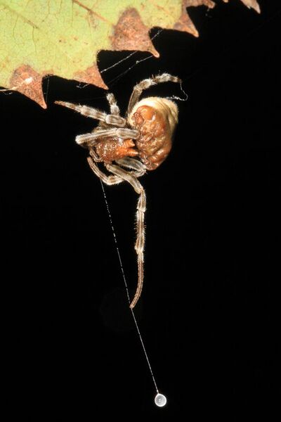 File:Bolas Spider - Mastophora phrynosoma hunting, Julie Metz Wetlands, Woodbridge, Virginia (24843011518).jpg