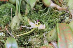 Bulbophyllum ecornutum (Orchidaceae) (49955387853).jpg