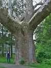 Buttonball Sycamore - sycamore tree in Sunderland, Massachusetts, May 2012.jpg