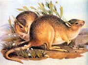 Brown rat-kangaroo