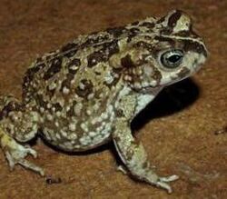 Cape Sand Toad - Vandijkophrynus angusticeps.jpg