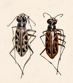 Carabidae - Habrodera nitidula.JPG