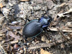 Carabus lusitanicus brevis 34602776.jpg