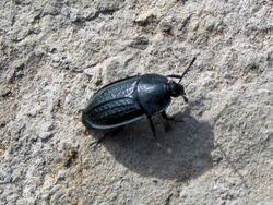 Carrion beetle, Heterosilpha ramosa - Flickr - GregTheBusker.jpg