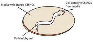The pathway of the cells movement can be seen by the absence of CSSNCs