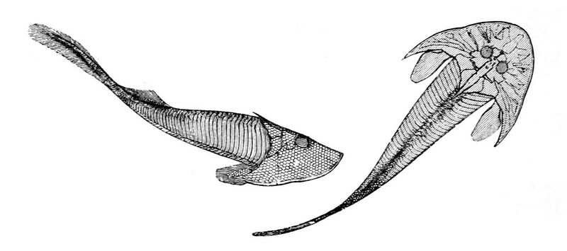File:Cephalaspis Lyellii.jpg