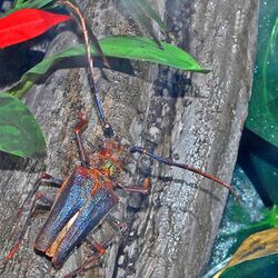 Cerambycidae - Psalidognathus friendi.JPG