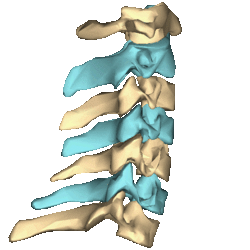 Cervical vertebrae - close-up - animation2.gif
