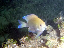 Chromis scotti.jpg