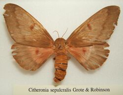 Citheronia sepulcralis female sjh.jpg