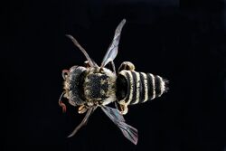 Coelioxys coturnix m2.jpg