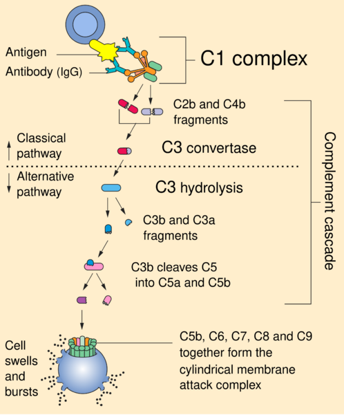 File:Complement pathway.svg
