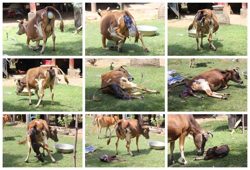 File:Cow giving birth, in Laos (step by step).jpg