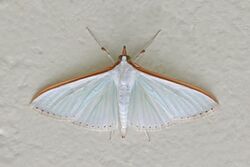 Crambid snout moth (Diaphania glauculalis).jpg