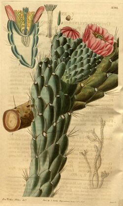 Curtis's botanical magazine (Plate 3301) (8202150887).jpg