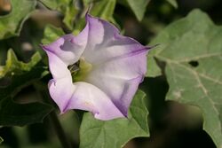 Datura quercifolia's white-violet flower