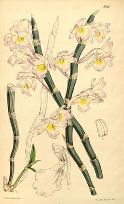 Dendrobium crepidatum.jpg
