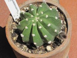 Echinopsis subdenudata 1.JPG