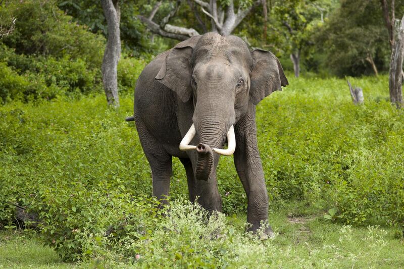 File:Elephas maximus (Bandipur).jpg