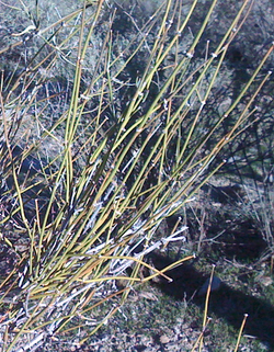 Ephedra-fasciculata-closeup2.png