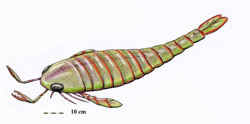 File:Erettopterus osiliensis.jpg