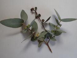 Eucalyptus cinerea leaves.jpg