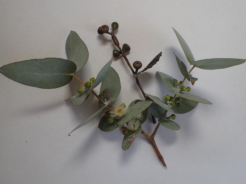 File:Eucalyptus cinerea leaves.jpg