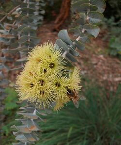 Eucalyptus kruseana (Bookleaf Mallee).jpg