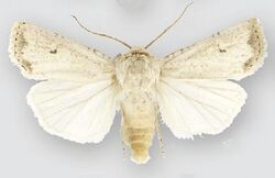 Euxoa misturata (male).JPG