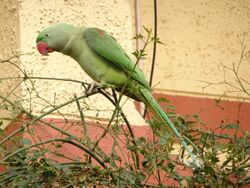 Female Alexandrine Parakeet 2.jpg
